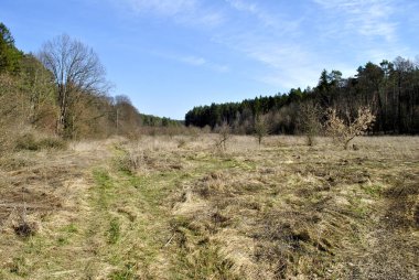 İlkbaharın başlarında orman, Ukrayna