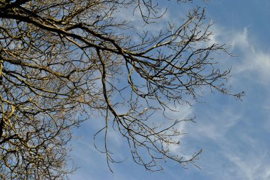 Gökyüzündeki çıplak ağaç bulutlu açık mavi gökyüzüne karşı.