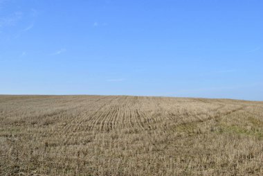 Buğday tarlası ve bulutlu mavi gökyüzü