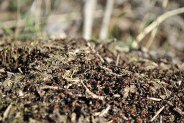 Doğadaki karıncalar, yakın plan