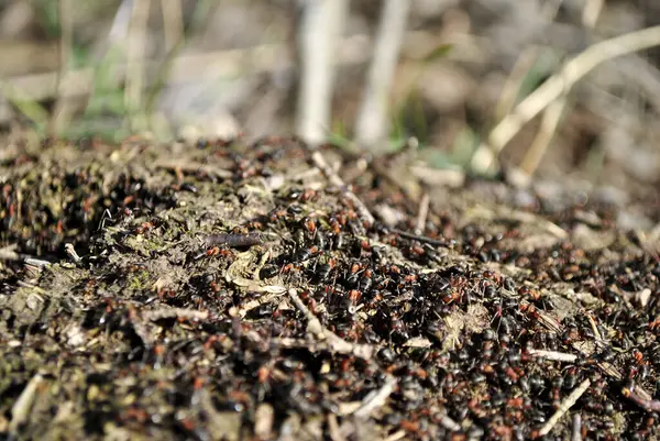 Ants Nature Closeup Stock Image
