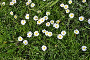 Bahçedeki güzel beyaz çiçekler