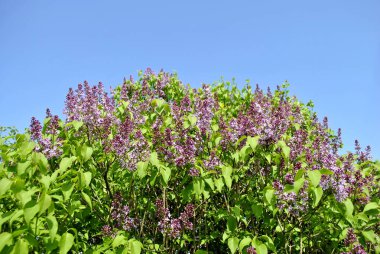 parkta Blooming leylak