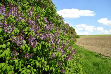 ilkbaharda çiçek açan leylak