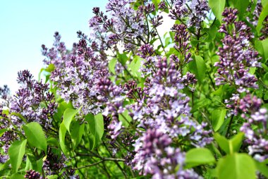 Bahçe içinde güzel çiçek leylak