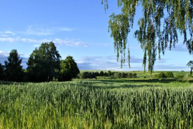 Çimen tarlası olan güzel bir manzara.