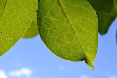 yeşil yapraklar, yaz çiçekleri ve yapraklar