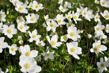 Anemone çiçekleri bahçede.