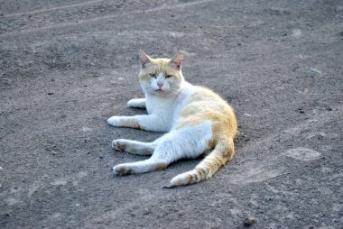 Marmaris köyünün bir sokağında yerde yatan bir kedi..