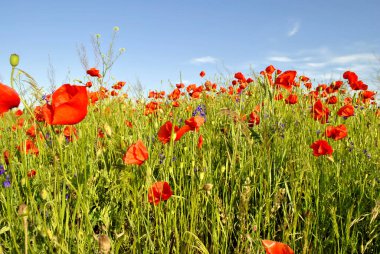 Güzel gelincikli tarla