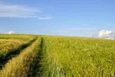 Genç buğday tarlası ve mavi gökyüzü