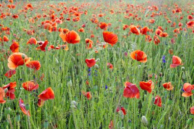 Kırmızı gelincik çiçekleri tarlası