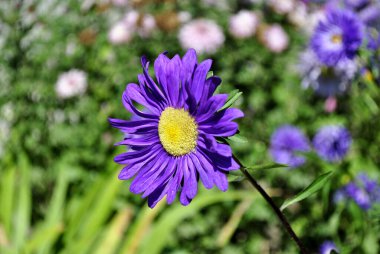 Yeşil çimenlerin üzerinde mor çiçekler.