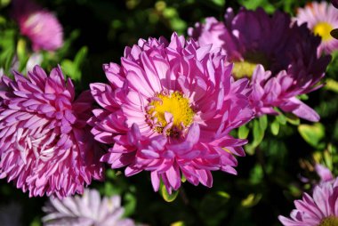 Bahçedeki pembe çiçekler.