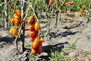 Olgun kırmızı domates sera içinde