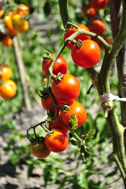 Bahçede olgun domatesler