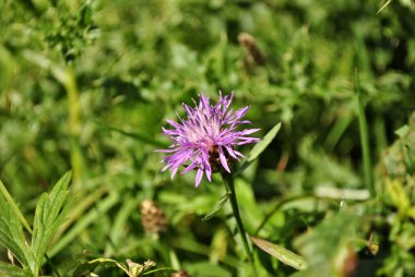 Devedikeni güzel çiçek.