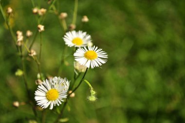 Bahçedeki güzel papatya çiçekleri
