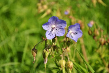 Tarlada yetişen yabani çiçeklere yakın.