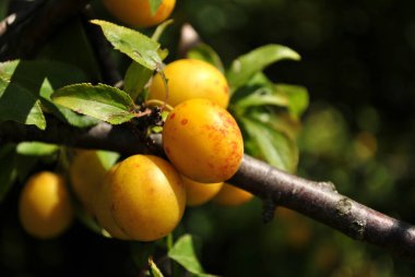 Bahçedeki sarı erik