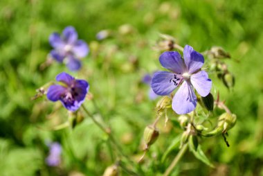 alanında mavi çiçek