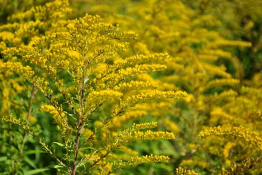 Sarı çiçek tarlada