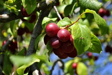 Meyve bahçesinde erikler, yaz zamanı