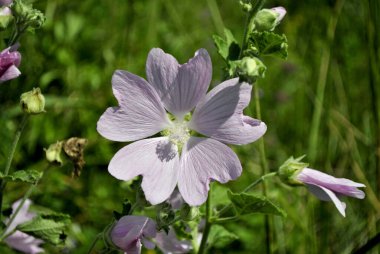 Kırmızı erik ağacı üzerinde