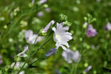 Kırmızı erik ağacı üzerinde