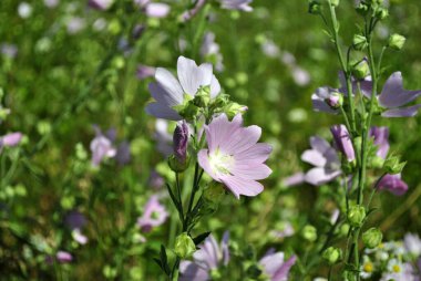 Kırmızı erik ağacı üzerinde