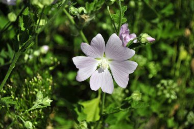 Kırmızı erik ağacı üzerinde