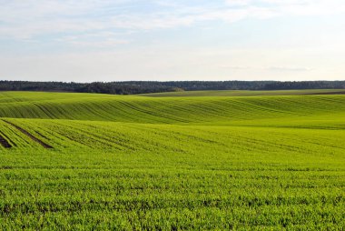 Yazın buğday tarlası