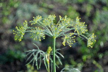 Bahçede yetişen güzel çiçekler, bahar konsepti