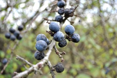Yakın - Çalı siyah dikenli dallarda taze olgun meyvelerin görüntüsü