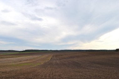 Bulutlu mavi gökyüzü olan bir tarla