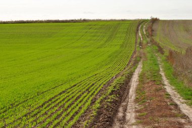 Bahar tarlası ve yeşil çimlerin ve mavi gökyüzünün olduğu bir yol..