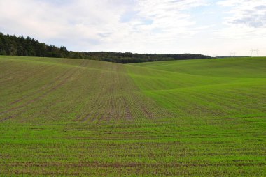 Buğday ve mısır tarlası