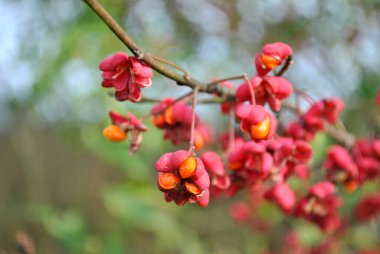 Güzel botanik fotoğrafı, doğal duvar kağıdı.