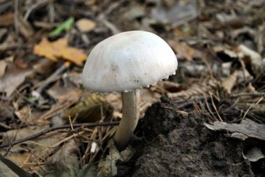 Ormanda beyaz mantar