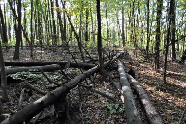 Ölü ormanın eski ormanları.
