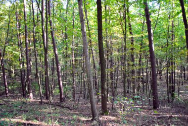 Ormanın güzel manzarası Sonbaharda uzun ağaçlarla.