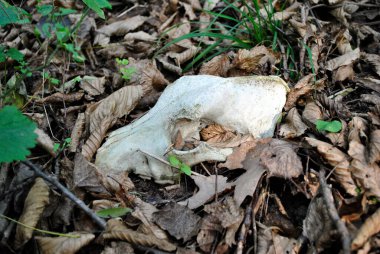 Ormanda yerdeki hayvan kafatası