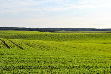 Yeşil buğday tarlası