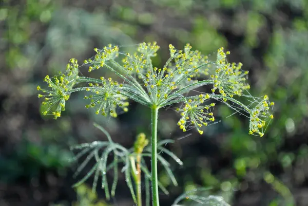 Bahçede yetişen güzel çiçekler, bahar konsepti