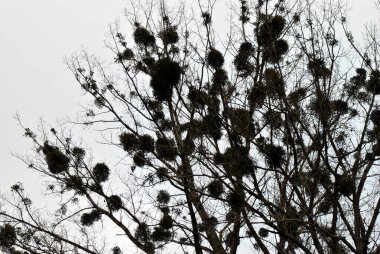 Ağaç dallarında ökseotu