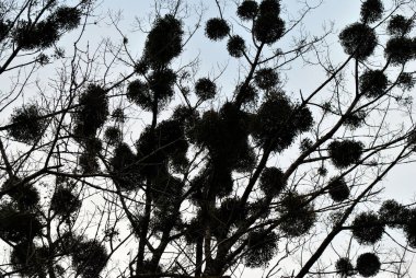 Ağacın üzerinde ökseotu