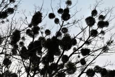 Ökseotu ağaç üzerinde