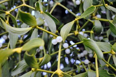 Doğadaki ökseotunun yaprakları.