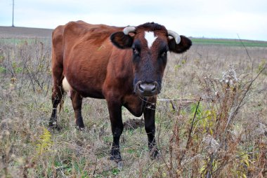 Çiftlikteki inek kırsalda
