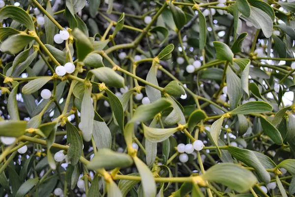 Ökseotunun yeşil yaprakları